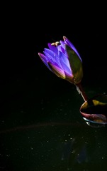_7004993-800