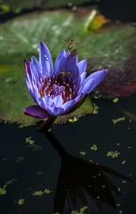 _7005086-800
