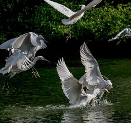 _DSC2529-600