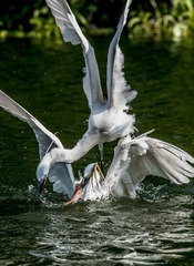 _DSC3204-600