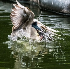 _DSC2718-800