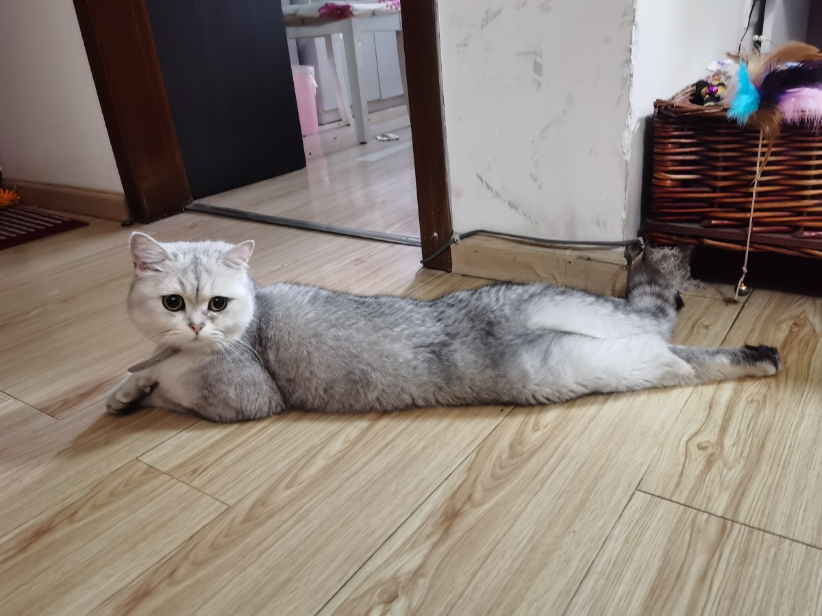 长条猫06夏天真热