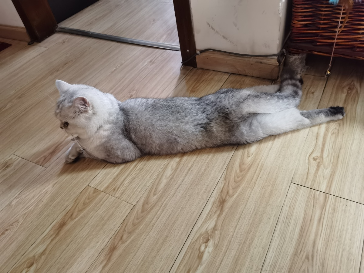 长条猫06夏天真热