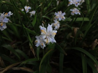 IMG_5909_