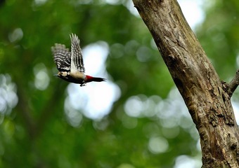 _DSC0196a__DSC0196aa