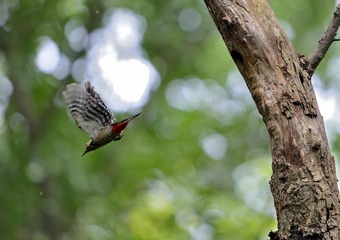 _DSC0217a__DSC0217aa