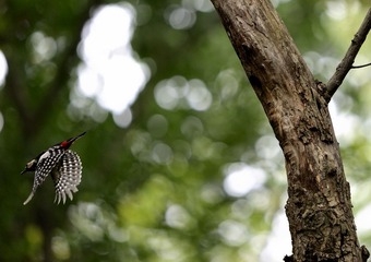 _DSC0220a__DSC0220aa