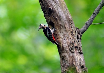 DSC_8975_DSC_8975a