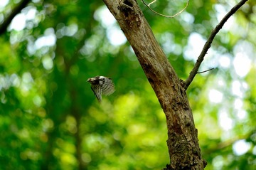 DSC_9390_DSC_9390a