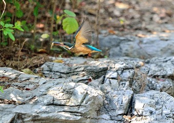 _DSC1095a_2901_