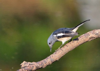 _DSC0617a_2838_