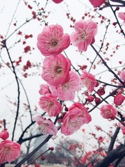 怒放