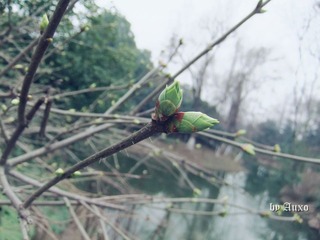 春 萌绿