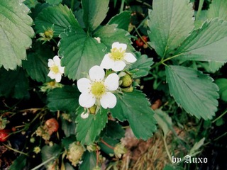 草莓花