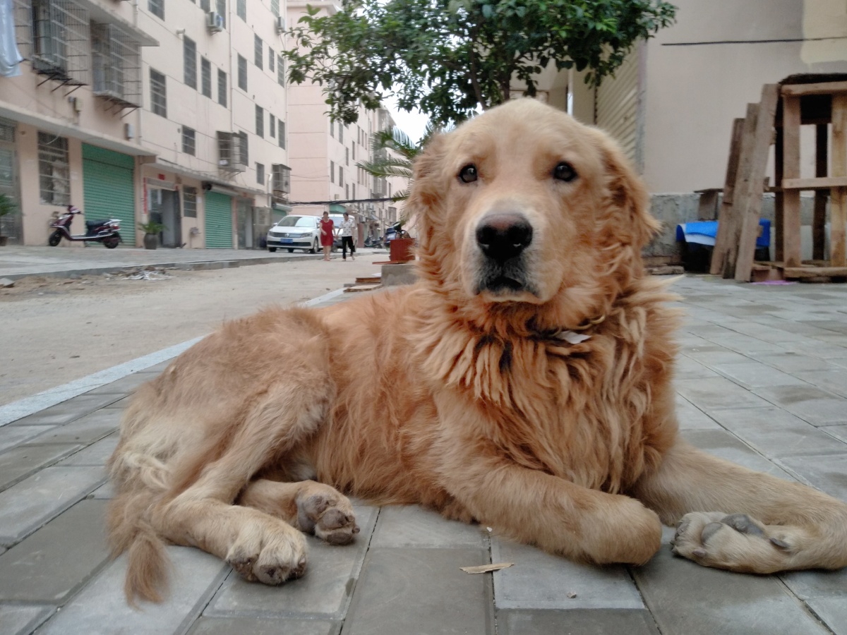 流浪的金毛毛,请善待生灵!