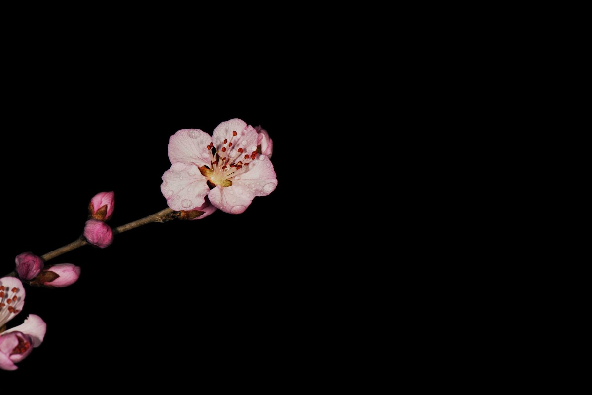 初春的樱花盛开黑色背景下的花朵富有意境