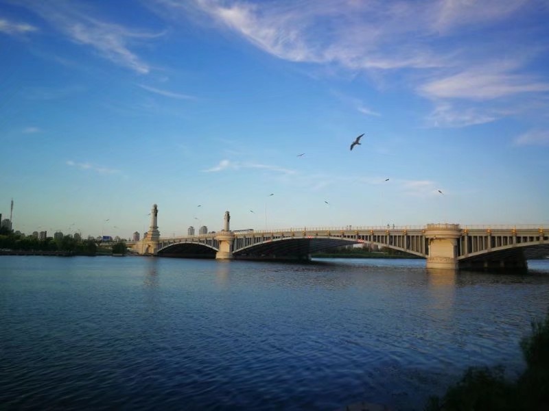 春意桥上的海鸥