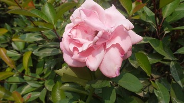 P1020205