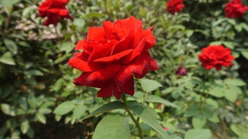 P1020207