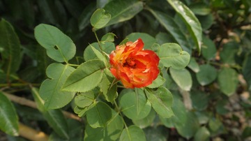 P1020208