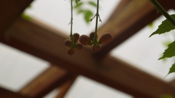 P1020222