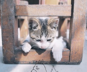 傻帽奇遇记