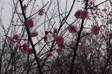 南农梅花