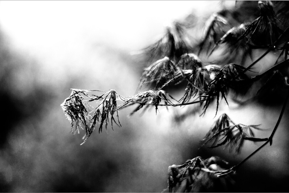 m9+75/1.4