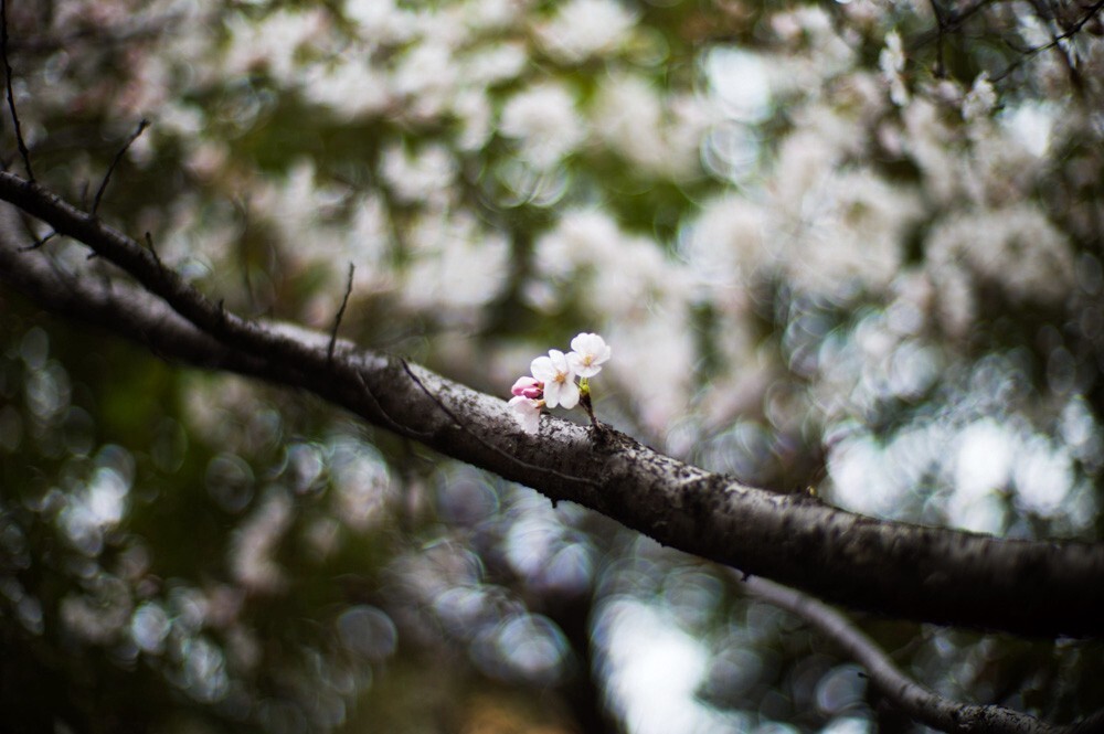 m9+50/1.0