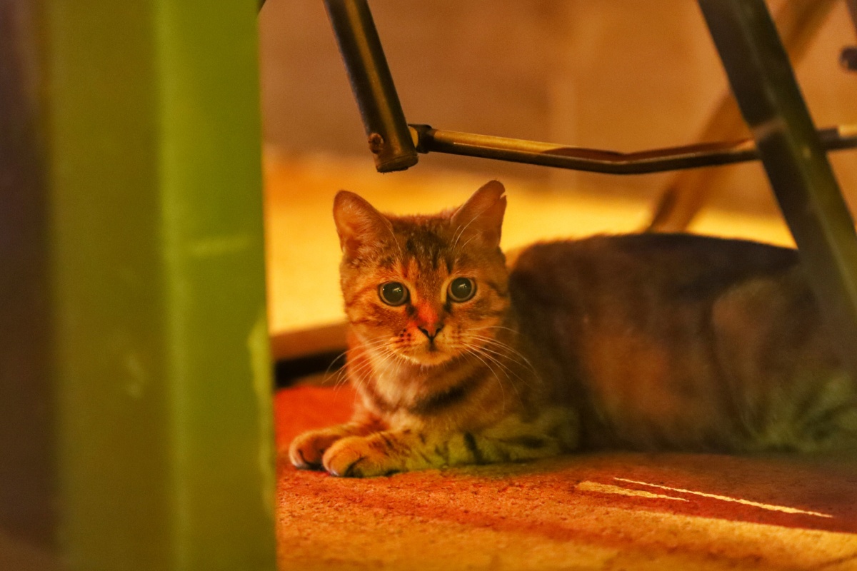 深夜巷子里的一直耳朵有个缺口的流浪猫