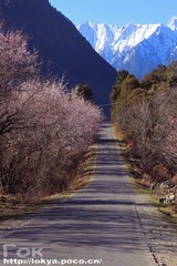 桃花大道