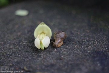 春日时光
