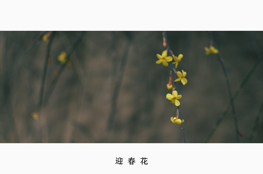 迎春花，拉丁文名：Jasminum nudiflorum Lindl. 木犀科、素馨属落叶灌木，直立或匍匐，高0.3-5米，枝条下垂。枝稍扭曲，光滑无毛，小枝四棱形，棱上多少具狭翼。叶对生，三出复叶，小枝基部常具单叶；长圆形或椭圆形，先端锐尖或圆钝。花期6月