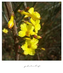 迎春花