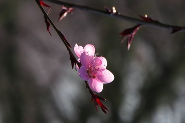 IMG_0254 _