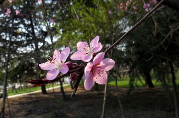IMG_0255 _