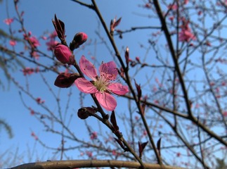 IMG_0256 _