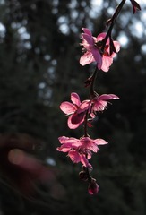 IMG_0257 _