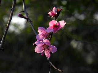 IMG_0261 _
