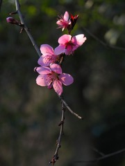 IMG_0262 _