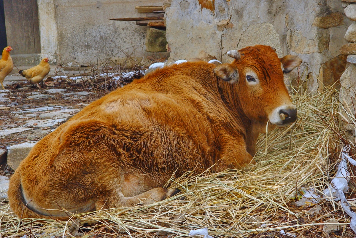 雪牛:纯白何妨露地眠.