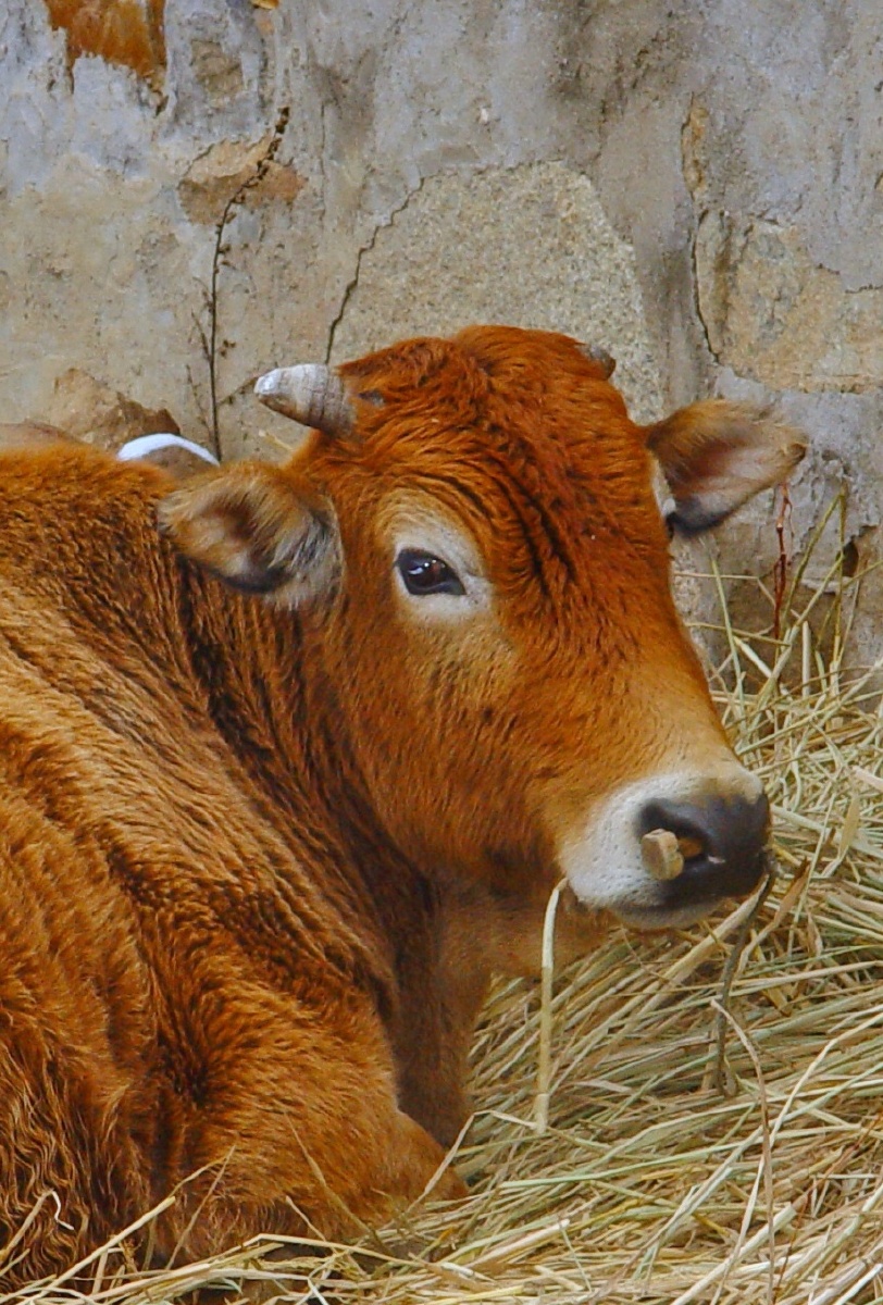 雪牛:纯白何妨露地眠.