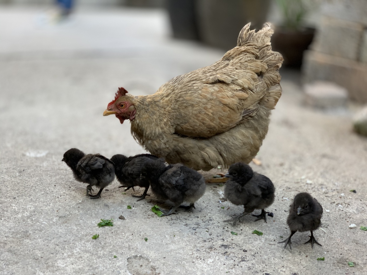 母鸡与小鸡