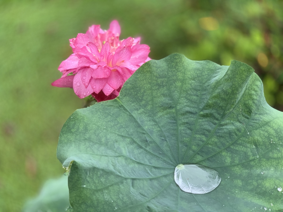 荷叶莲花 - ganjiannong - 图虫
