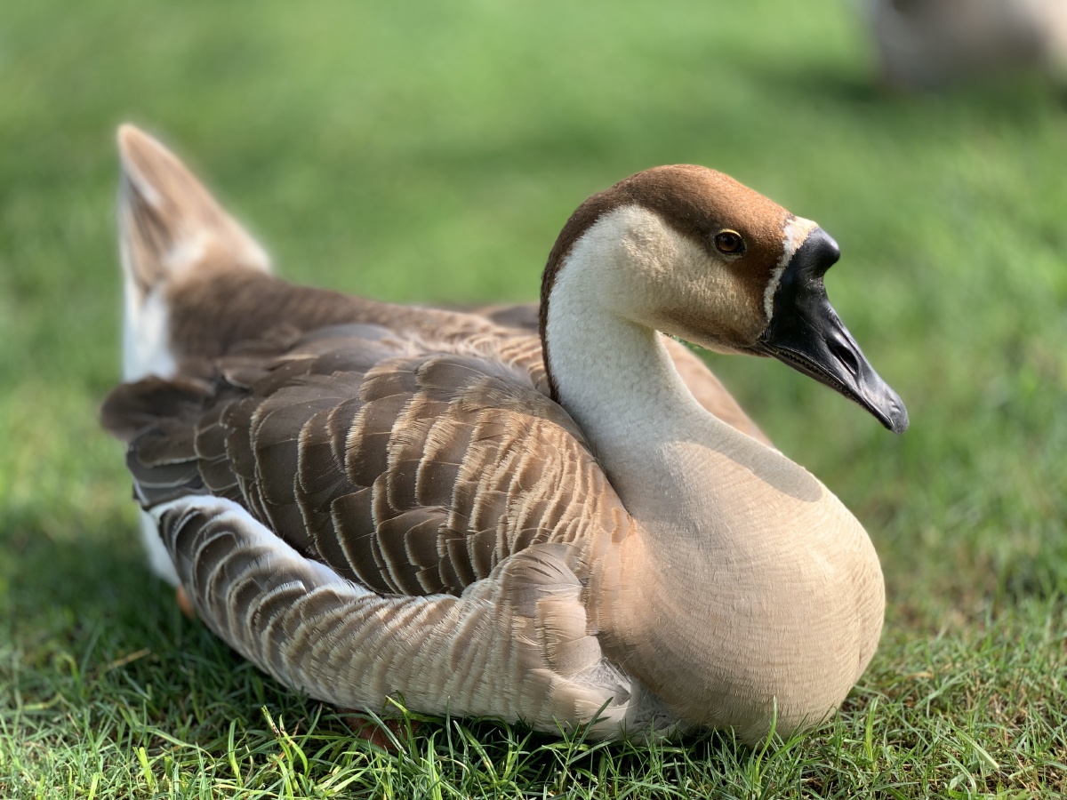 宠物摄影禅意摄影季赛_del_户外89440奇妙的自然界我的夏日生活动物