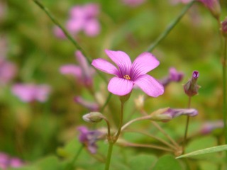 DSC05244.JPG