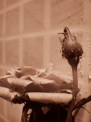 DSC06797.JPG
