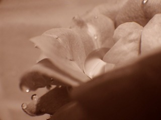 DSC06803.JPG