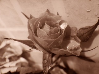 DSC06788.JPG