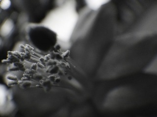 DSC07306.JPG